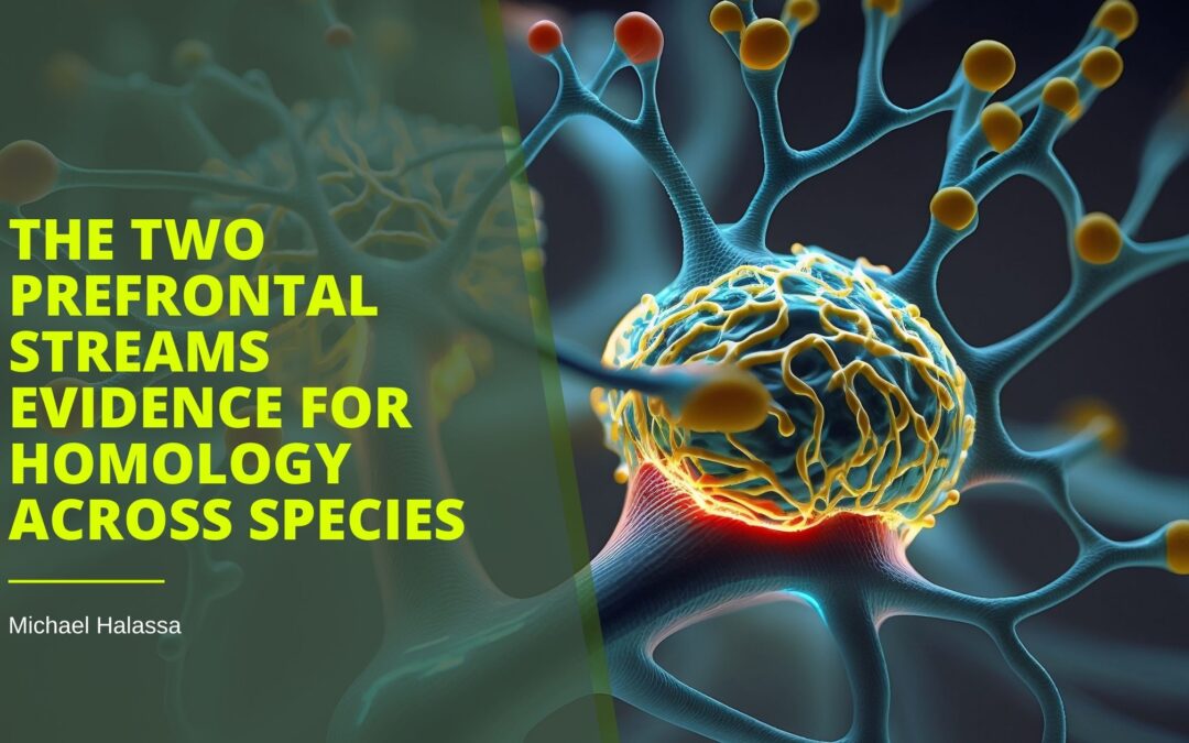 The Two Prefrontal Streams Evidence for Homology Across Species