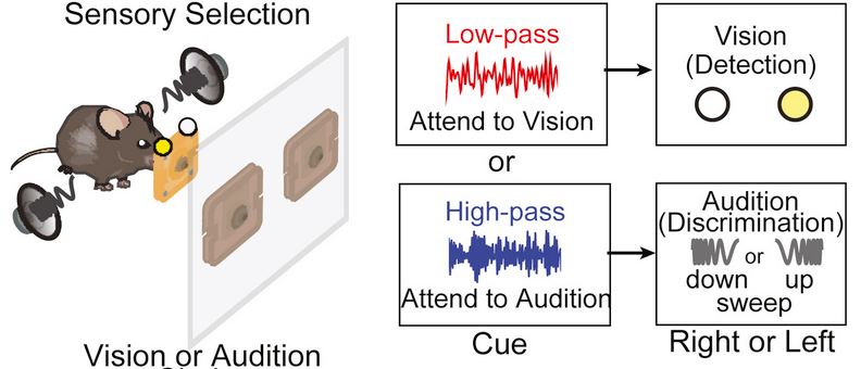 On The Value and Power of Well-Parameterized Tasks in Small Animals