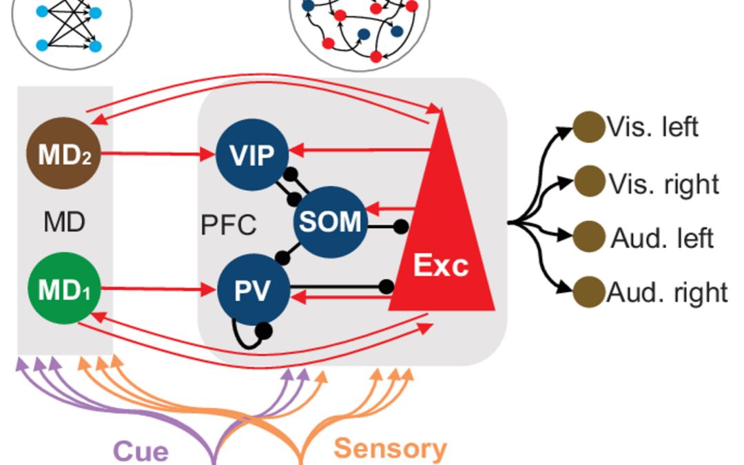 PAPER ALERT: A New Model for Mediodorsal-Prefrontal Interactions